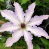 Clair De Lune Clematis - 1 Gallon Pot 1 Clair De Lune Clematis - 1 Gallon Pot -Garden Outdoor Plant Store clematis clair de june 3