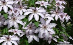 Clair De Lune Clematis - 1 Gallon Pot -Garden Outdoor Plant Store clematis clair de june 4