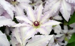 Clair De Lune Clematis - 1 Gallon Pot -Garden Outdoor Plant Store clematis clair de june 6