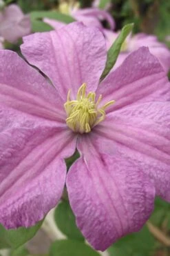 Comtesse De Bouchaud Clematis - 1 Gallon Pot -Garden Outdoor Plant Store clematis comtesse de bouchaud 1