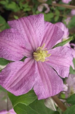 Comtesse De Bouchaud Clematis - 1 Gallon Pot -Garden Outdoor Plant Store clematis comtesse de bouchaud 2