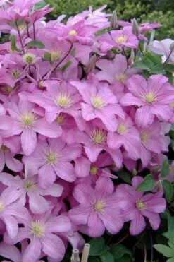 Comtesse De Bouchaud Clematis - 1 Gallon Pot -Garden Outdoor Plant Store clematis comtesse de bouchaud 3
