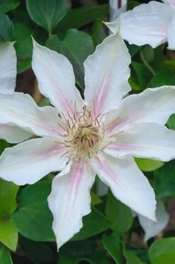 Corinne Clematis - 1 Gallon Pot -Garden Outdoor Plant Store clematis corinne 14
