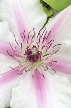 Corinne Clematis - 1 Gallon Pot -Garden Outdoor Plant Store clematis corinne 15