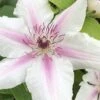 Corinne Clematis - 1 Gallon Pot 2 Corinne Clematis - 1 Gallon Pot -Garden Outdoor Plant Store clematis corinne 16