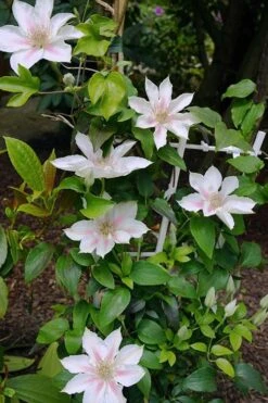 Corinne Clematis - 1 Gallon Pot -Garden Outdoor Plant Store clematis corinne 18