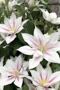 Corinne Clematis - 1 Gallon Pot -Garden Outdoor Plant Store clematis corinne 2