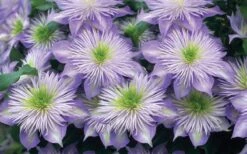 Crystal Fountain Clematis - 1 Gallon Pot 11 Crystal Fountain Clematis - 1 Gallon Pot -Garden Outdoor Plant Store clematis crystal fountain 2