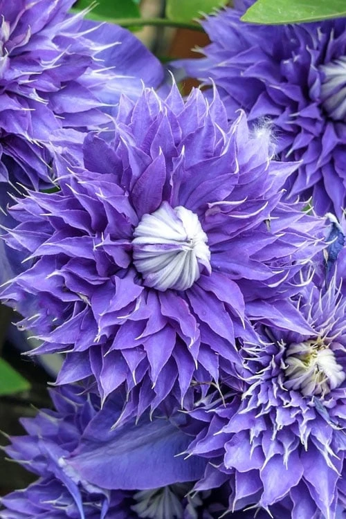 Diamantina Clematis - 1 Gallon Pot 3 Diamantina Clematis - 1 Gallon Pot