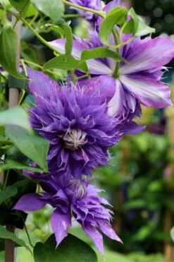 Diamantina Clematis - 1 Gallon Pot 10 Diamantina Clematis - 1 Gallon Pot -Garden Outdoor Plant Store clematis diamantina 1
