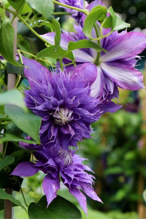 Diamantina Clematis - 1 Gallon Pot 6 Diamantina Clematis - 1 Gallon Pot - Image 4