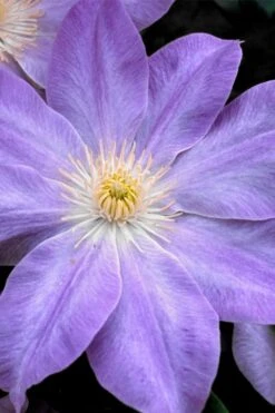 Diana's Delight Clematis - 1 Gallon Pot -Garden Outdoor Plant Store clematis dianas delight 1