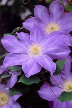 Diana's Delight Clematis - 1 Gallon Pot -Garden Outdoor Plant Store clematis dianas delight 2