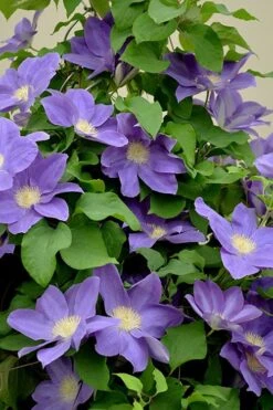 Diana's Delight Clematis - 1 Gallon Pot -Garden Outdoor Plant Store clematis dianas delight 3