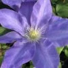 Diana's Delight Clematis - 1 Gallon Pot -Garden Outdoor Plant Store clematis dianas delight 500x750 1