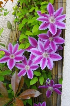 Dr. Ruppel Clematis - 1 Gallon Pot -Garden Outdoor Plant Store clematis dr ruppel 11