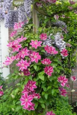 Dr. Ruppel Clematis - 1 Gallon Pot -Garden Outdoor Plant Store clematis dr ruppel 12