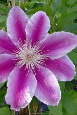 Dr. Ruppel Clematis - 1 Gallon Pot -Garden Outdoor Plant Store clematis dr ruppel 2
