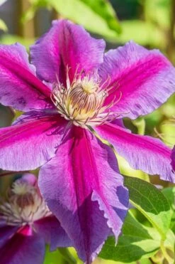 Dr. Ruppel Clematis - 1 Gallon Pot -Garden Outdoor Plant Store clematis dr ruppel 3