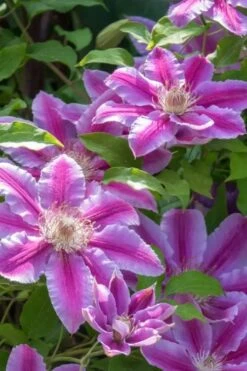 Dr. Ruppel Clematis - 1 Gallon Pot -Garden Outdoor Plant Store clematis dr ruppel 4