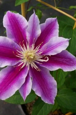 Dr. Ruppel Clematis - 1 Gallon Pot -Garden Outdoor Plant Store clematis dr ruppel 7