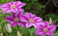 Dr. Ruppel Clematis - 1 Gallon Pot -Garden Outdoor Plant Store clematis dr ruppel 8