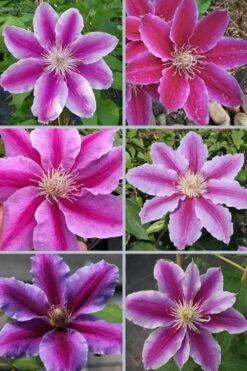 Dr. Ruppel Clematis - 1 Gallon Pot -Garden Outdoor Plant Store clematis dr ruppel 9