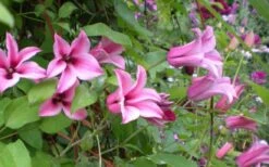 Duchess Of Albany Clematis - 1 Gallon Pot -Garden Outdoor Plant Store clematis duchess of albany 5