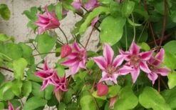 Duchess Of Albany Clematis - 1 Gallon Pot -Garden Outdoor Plant Store clematis duchess of albany 6