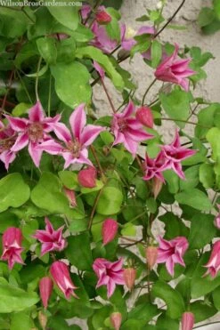 Duchess Of Albany Clematis - 1 Gallon Pot -Garden Outdoor Plant Store clematis duchess of albany 7