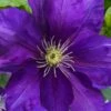 Duchess Of Cornwall Clematis- 1 Gallon Pot -Garden Outdoor Plant Store clematis duchess of cornwall 3