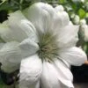 Duchess Of Edinburgh Clematis - 2 Gallon Pot 1 Duchess Of Edinburgh Clematis - 2 Gallon Pot -Garden Outdoor Plant Store clematis duchess of edinburgh 5 1