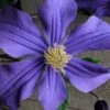 Durandii Clematis - 1 Gallon Pot -Garden Outdoor Plant Store clematis durandii 10
