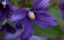 Durandii Clematis - 1 Gallon Pot 22 Durandii Clematis - 1 Gallon Pot -Garden Outdoor Plant Store clematis durandii 12