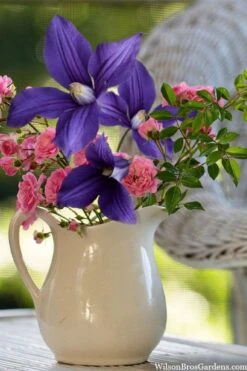 Durandii Clematis - 1 Gallon Pot 17 Durandii Clematis - 1 Gallon Pot -Garden Outdoor Plant Store clematis durandii 13