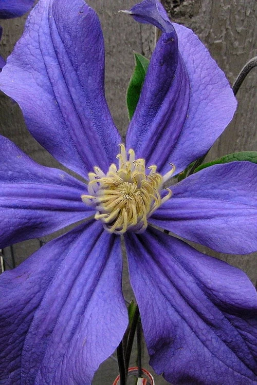 Durandii Clematis - 1 Gallon Pot 13 Durandii Clematis - 1 Gallon Pot - Image 11