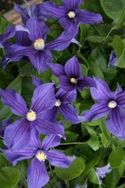 Durandii Clematis - 1 Gallon Pot 19 Durandii Clematis - 1 Gallon Pot -Garden Outdoor Plant Store clematis durandii 5