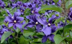 Durandii Clematis - 1 Gallon Pot 20 Durandii Clematis - 1 Gallon Pot -Garden Outdoor Plant Store clematis durandii 6
