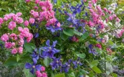 Durandii Clematis - 1 Gallon Pot 16 Durandii Clematis - 1 Gallon Pot -Garden Outdoor Plant Store clematis durandii 8