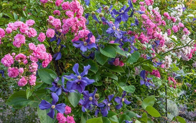 Durandii Clematis - 1 Gallon Pot 6 Durandii Clematis - 1 Gallon Pot - Image 4