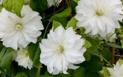 Duchess Of Edinburgh Clematis - 1 Gallon Pot 12 Duchess Of Edinburgh Clematis - 1 Gallon Pot -Garden Outdoor Plant Store clematis duschess of edinburgh 3