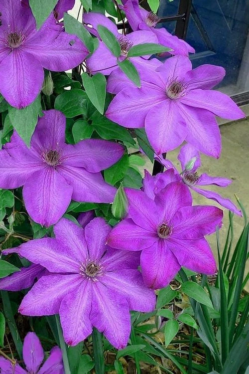 Elsa Spath Clematis - 1 Gallon Pot 3 Elsa Spath Clematis - 1 Gallon Pot