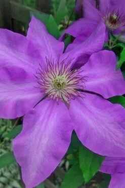 Elsa Spath Clematis - 1 Gallon Pot 11 Elsa Spath Clematis - 1 Gallon Pot -Garden Outdoor Plant Store clematis elsa spath 7