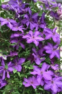 Elsa Spath Clematis - 1 Gallon Pot 10 Elsa Spath Clematis - 1 Gallon Pot -Garden Outdoor Plant Store clematis elsa spath 9