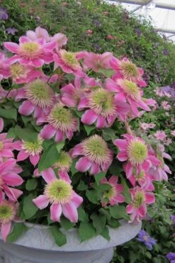 Empress Clematis - 1 Gallon Pot 9 Empress Clematis - 1 Gallon Pot -Garden Outdoor Plant Store clematis empress 4