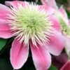 Empress Clematis - 1 Gallon Pot 1 Empress Clematis - 1 Gallon Pot -Garden Outdoor Plant Store clematis empress 6