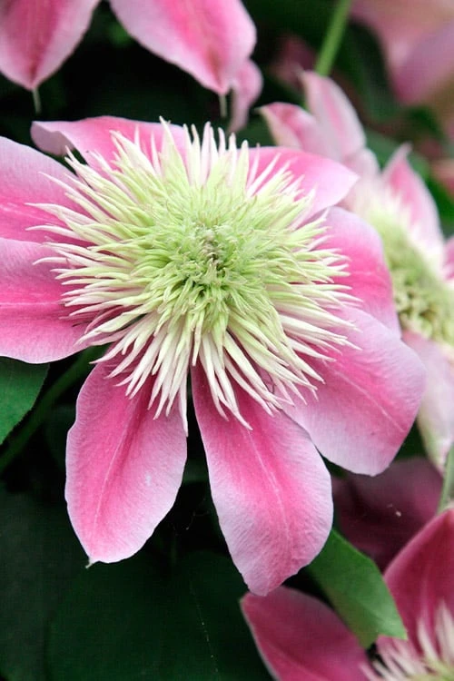 Empress Clematis - 1 Gallon Pot 3 Empress Clematis - 1 Gallon Pot