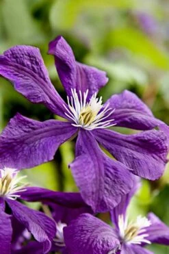 Etoile Violette Clematis - 1 Gallon Pot 17 Etoile Violette Clematis - 1 Gallon Pot -Garden Outdoor Plant Store clematis etoile violette 10