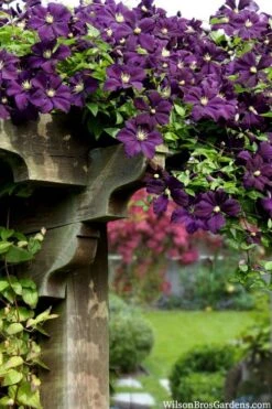 Etoile Violette Clematis - 1 Gallon Pot 15 Etoile Violette Clematis - 1 Gallon Pot -Garden Outdoor Plant Store clematis etoile violette 11