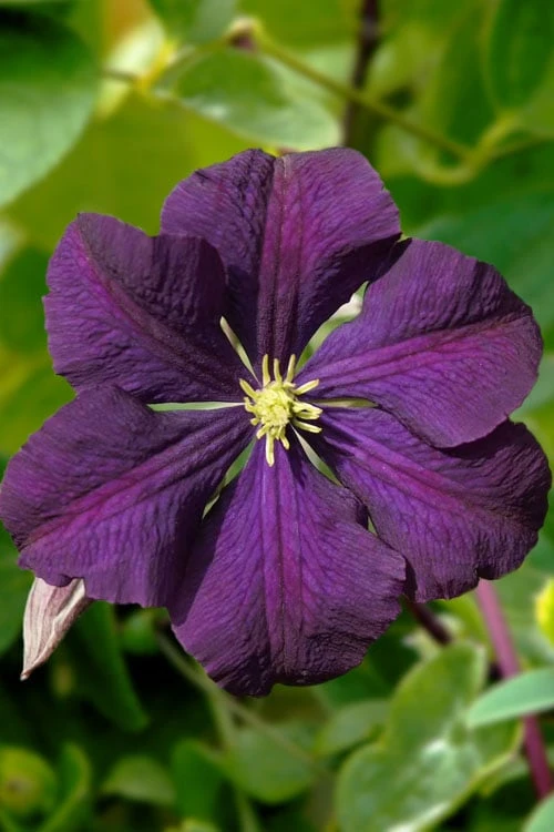 Etoile Violette Clematis - 1 Gallon Pot 6 Etoile Violette Clematis - 1 Gallon Pot - Image 4